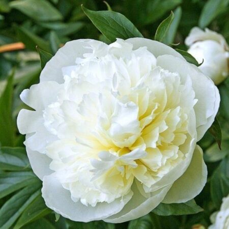 Duchesse de Nemours
